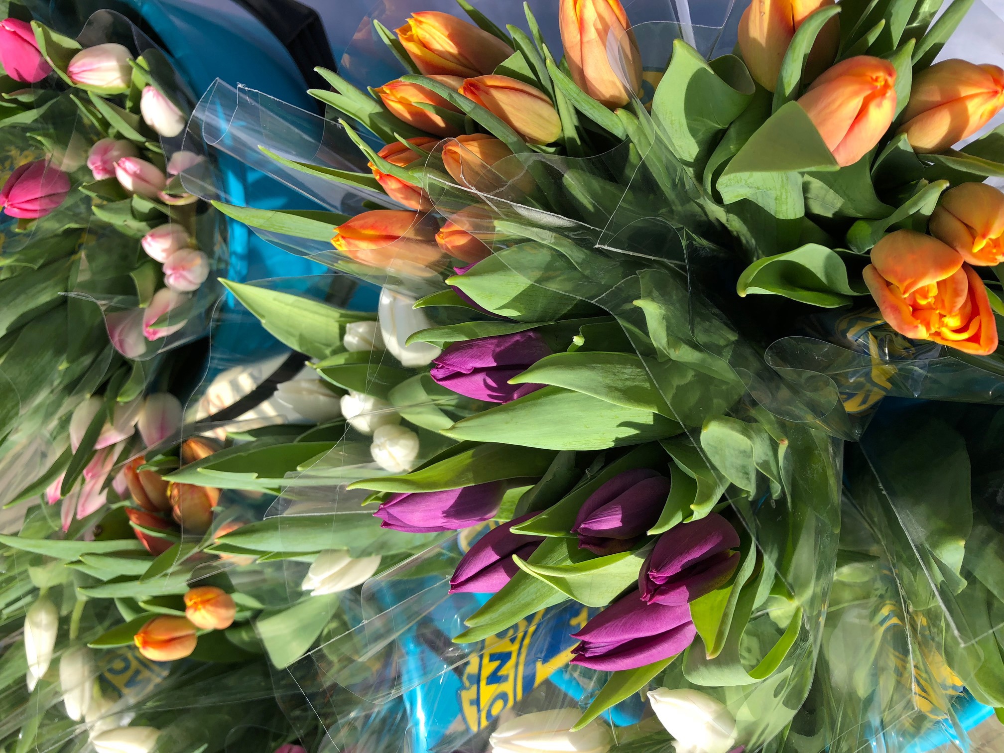 LIONS TULIPANAKSJON 2023